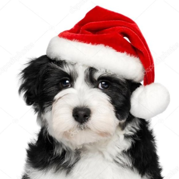dogsantahat23